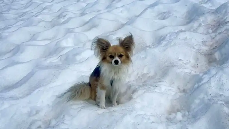 Buzul Yarığından Kurtulan Adamın Destanı: Köpeği Hayatını Kurtardı