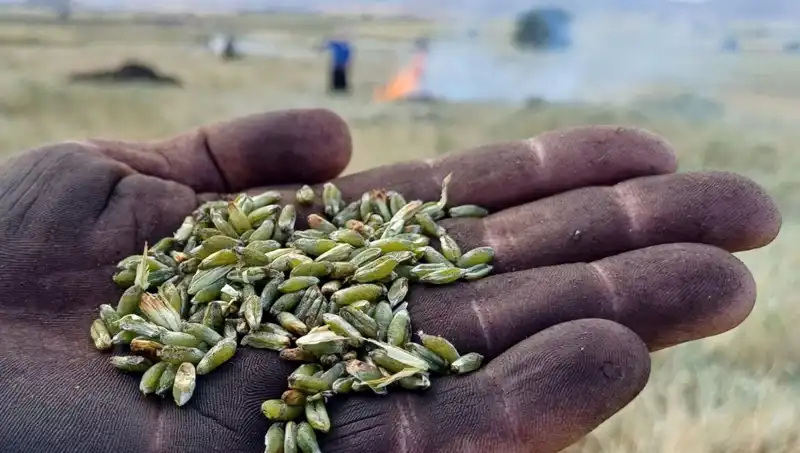 Firik Sezonu Heyecanı: Lezzet Dolu Bir Yolculuk Başlıyor!