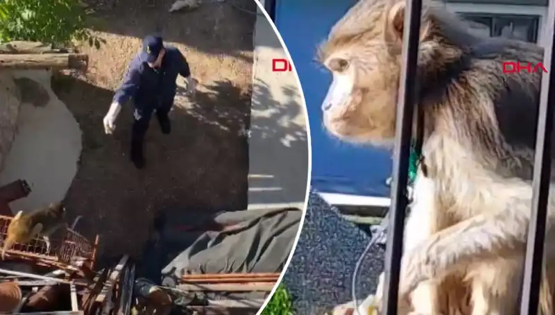 Muğla'da Eğlenceli Maymun Kovalamacasının Ardındaki Gerçekler
