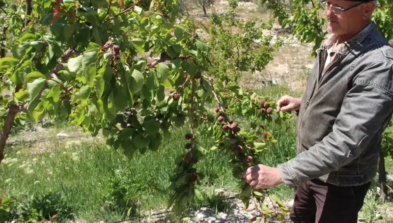 Türkiye'nin Kayısı Başkenti, Zarar Oranı Neden Yüzde 30'a Ulaştı?