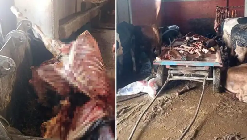 Adana'da Şok Uygulama: 2,5 Ton At Eti Ele Geçirildi, 4 At Kurtarıldı!