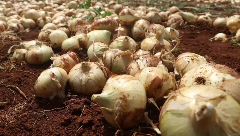 Hatay'da Soğan Hasadı Başladı! Çiftçiler Yüzde Yüz Rekolteyle Coşuyor
