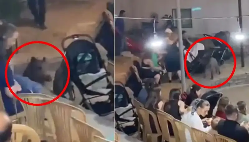 Düğün Törenine Aniden Gelen Yaban Domuzu Herkesi Şaşırttı!