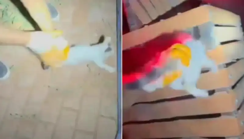 Gece Yarısı Kedi Kurtarma Operasyonu: İtfaiyenin Kahramanlık Hikayesi
