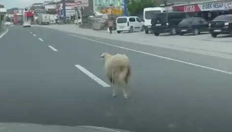 Yalova’da Kurbanlık Hayvan Kaçışı: Trafiği Altüst Eden Olay!