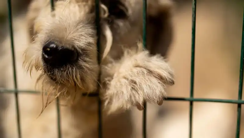 İş Stresi Yaşayan İnsanların Köpekleri de Etkileniyor: Ortak Sorunlar