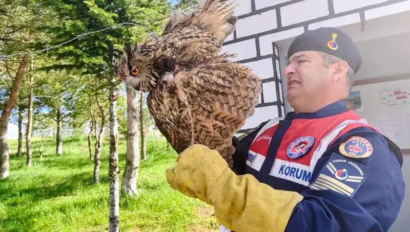 Dikenli Tellere Takılan Puhu, Dramatik Kurtarma Süreciyle Tedavi Edildi