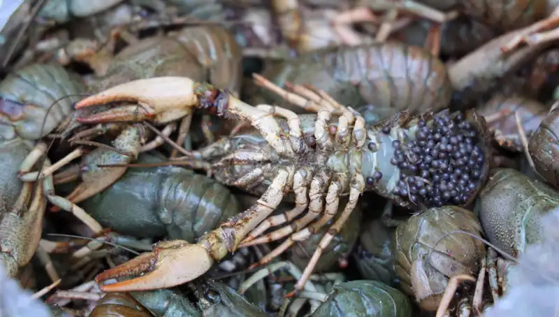 40 Kilo Mavi Yengeç Yakalandı, Otobüs Firmasına Ceza Uygulandı!