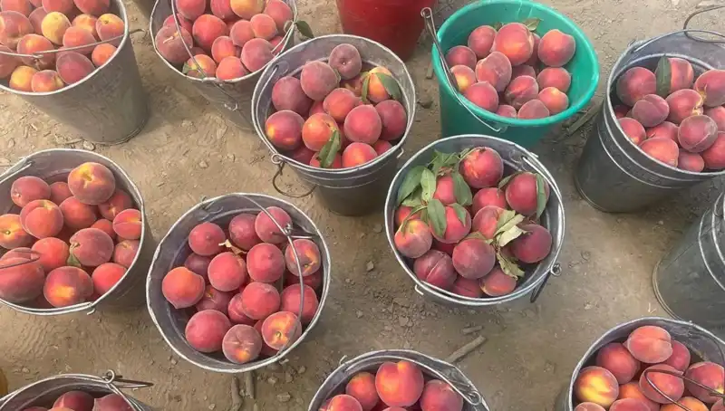 Çiftçilerde Hasat Sevinci: Fiyatlar 100 Lira ile Rekor Kırdı!