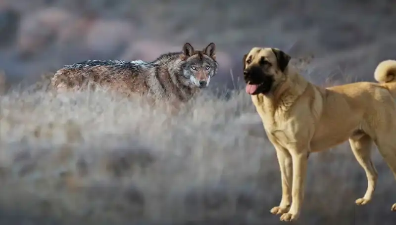 Kangal Köpeği Talebini Artıran Gizemli Sebep: Kurt Popülasyonundaki Artış