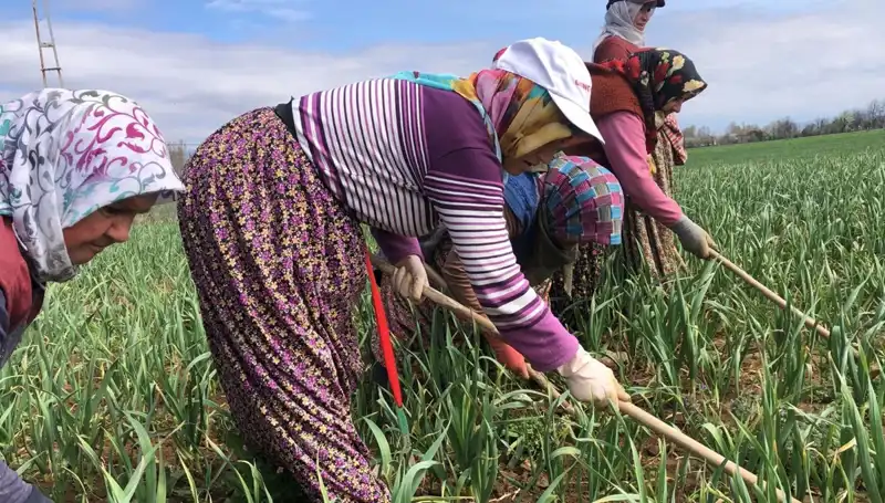 Beyaz Altının Sırları: Dünyada Yeni Bir Çapalama Dönemi Başlıyor