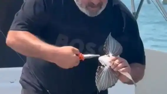 Saros'ta Nadir Kırlangıç Balığı Oltaya Takılarak Görenleri Şaşırttı