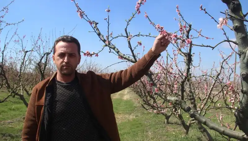 Şubat Ayında Çiçek Açan Ağaçlar Don Vurmasıyla Kayıplara Uğradı