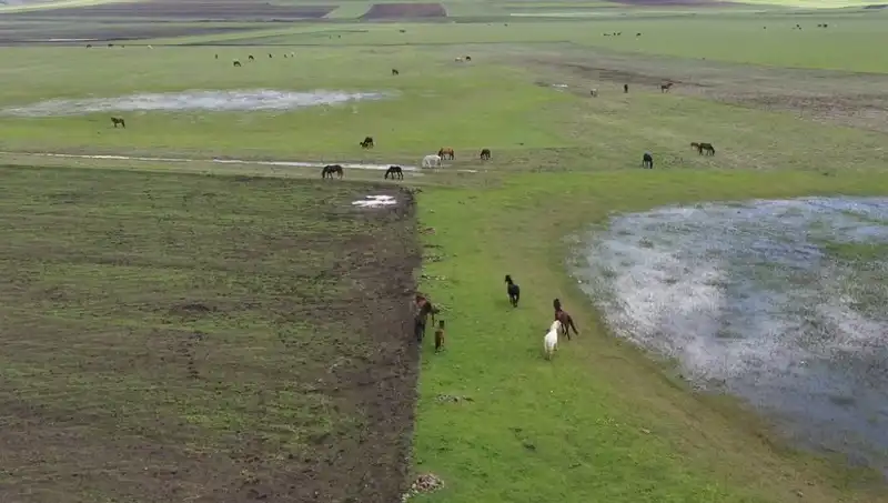 Kars'ın Doğasında Yılkı Atlarının Muhteşem Görüntüsü