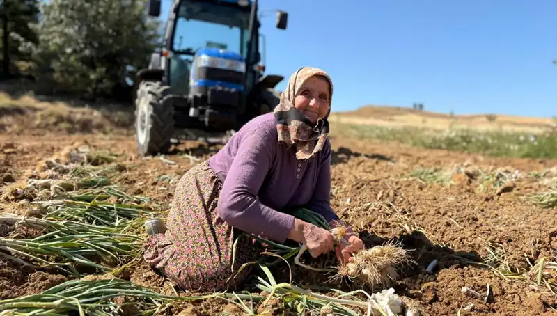Dünyanın En Zengin Selenyum Kaynağı: Tarladan Milyonluk Hasat