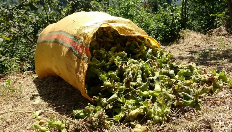 Giresun’da Fındık Hasadı: Geleneksel Lezzetin Zamanı Geldi
