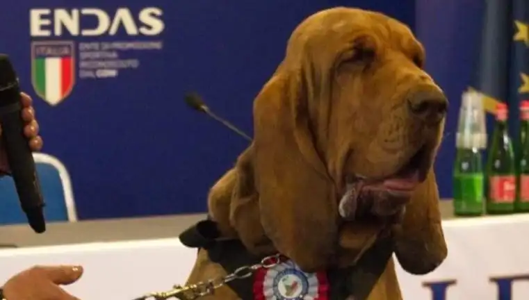 Arama Köpeğine Suikast: Çivili Sosisle Gerçekleşen Akılalmaz Saldırı