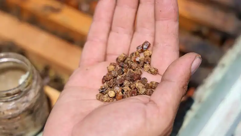 Eskiden Çöpe Atılan Gıda Şimdi Kilosu 3 Bin TL’den Satılıyor