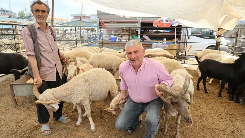 Kurban Pazarı Büyük İlgi Görüyor: 4 Boynuzlu Koçların Yükselişi