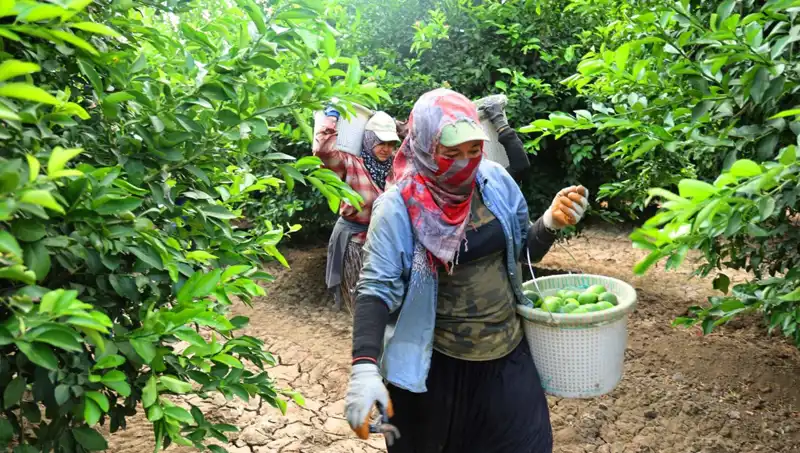 Markette Yükselen Fiyatlar: Kilosu 150 Lirayı Geçen Ürünlerde Sevindirici Gelişme
