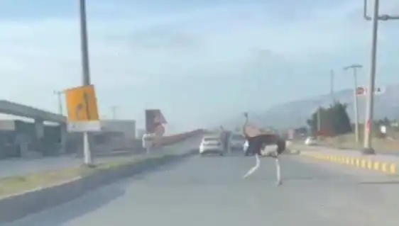 Şehir Trafiğinde Deve Kuşu Görülmesi Olayı Herkesi Şaşırttı